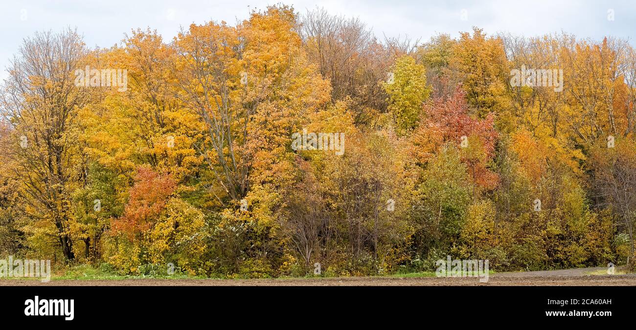 Landscape with trees in autumn, Ile d Orleans, Quebec Province, Canada Stock Photo