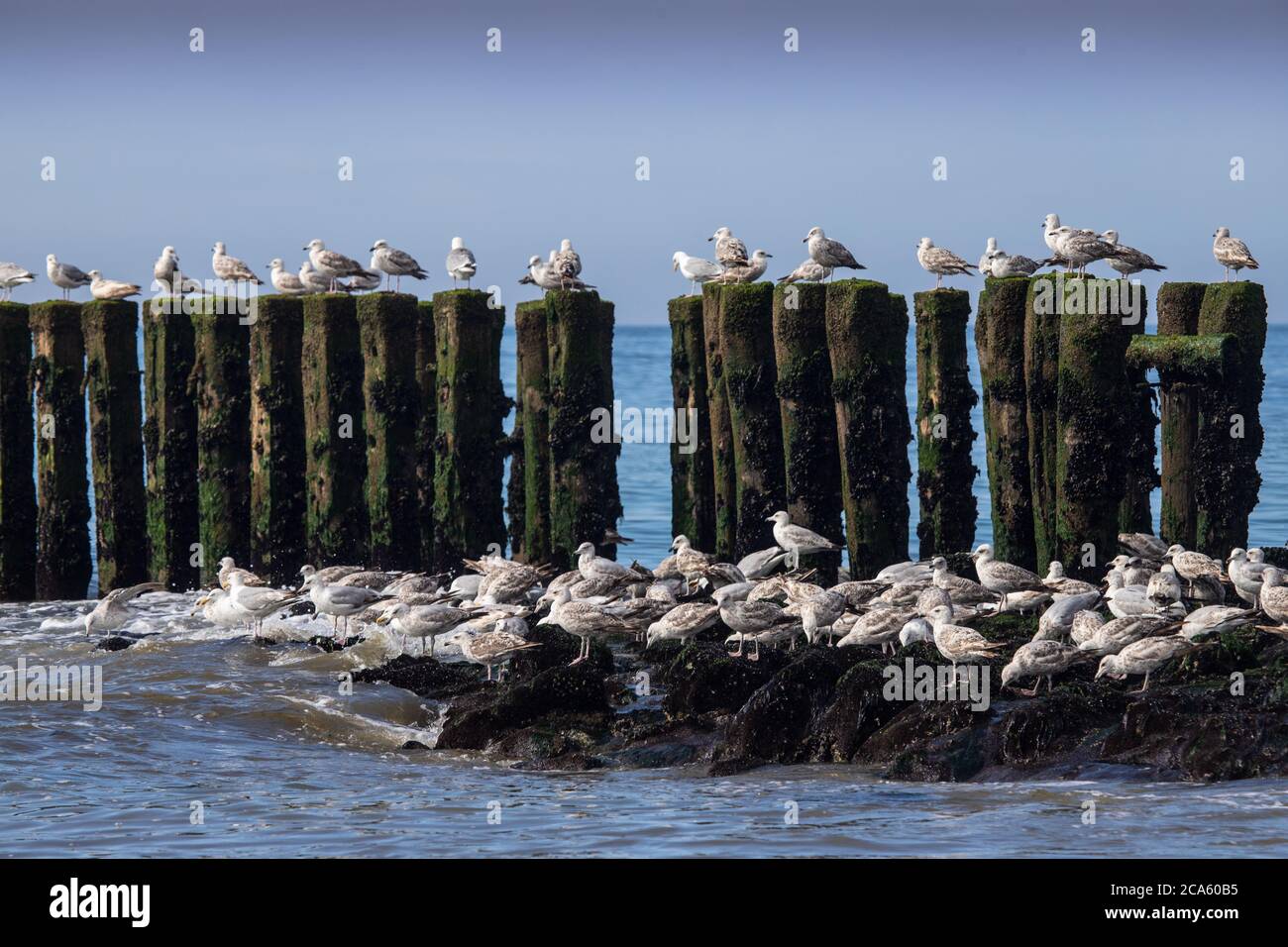 seagulls at the beach Stock Photo
