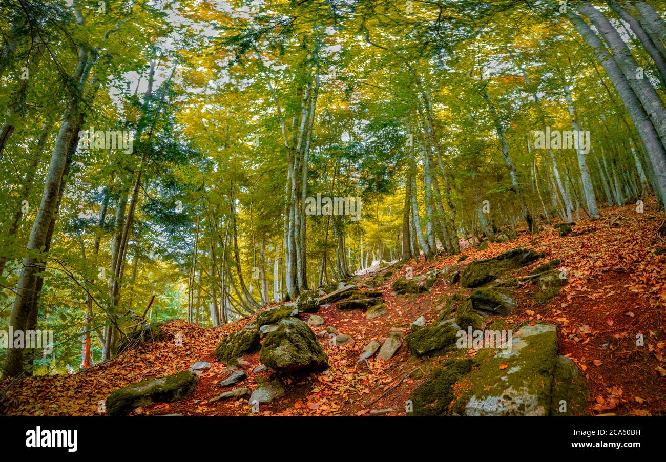 Woods - Alps Stock Photo - Alamy