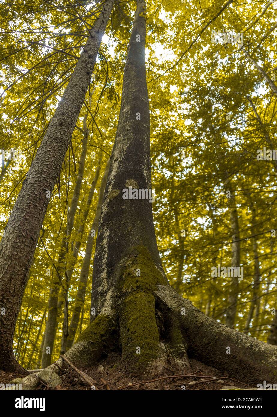 Woods - Alps Stock Photo - Alamy