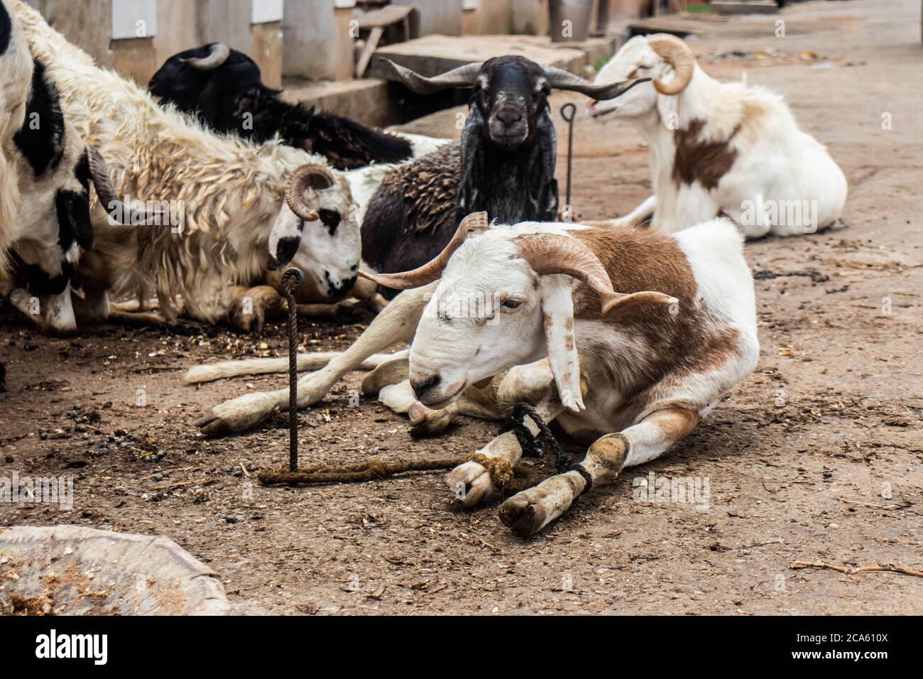 A flock of ram sitting in their own feces, tied down on the street. Stock Photo