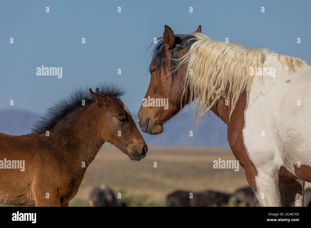 Wild Horse Mare and Foal Stock Photo - Alamy