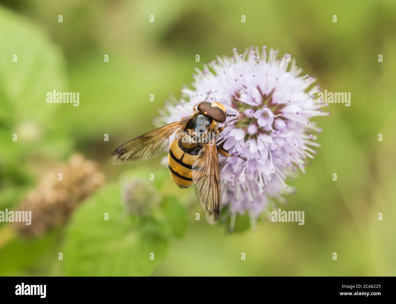 Lesser Hornet Hoverfly (Volucella inanis) Stock Photo