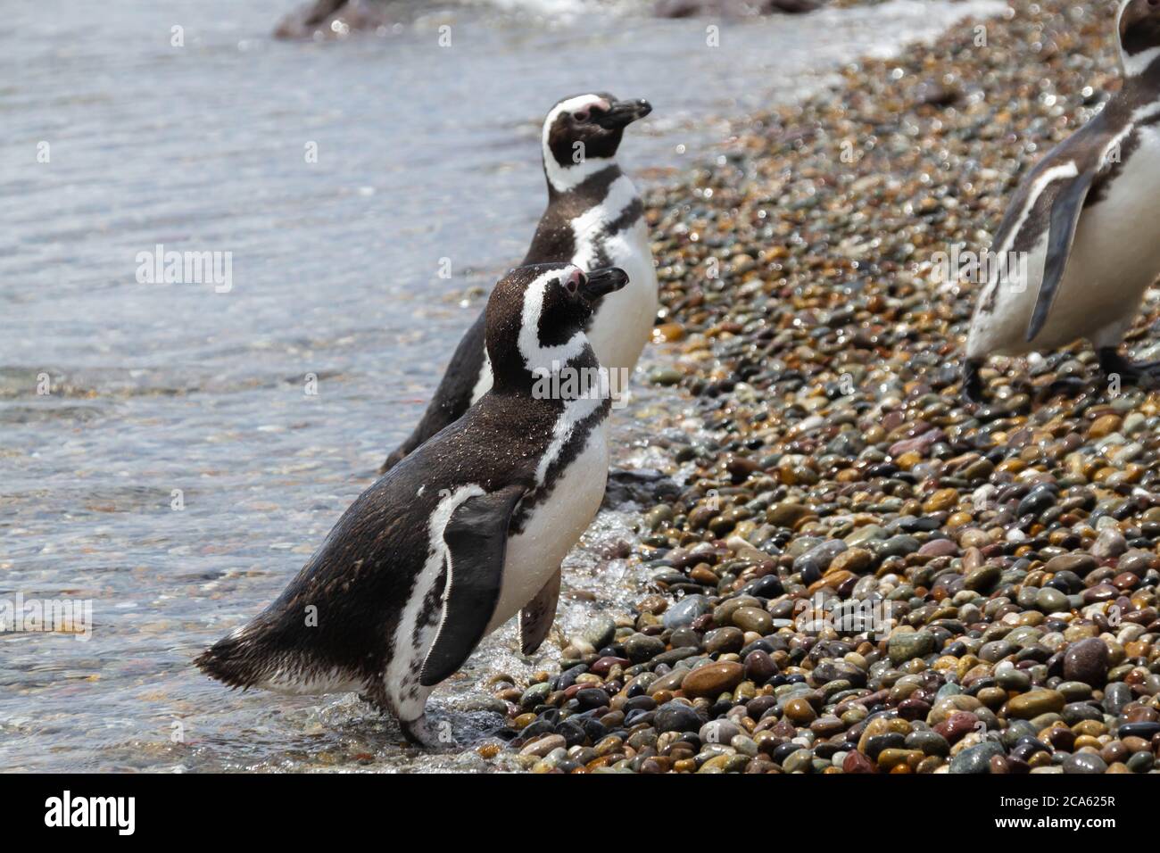 Magellanic penguins in the cost of sea Stock Photo Alamy