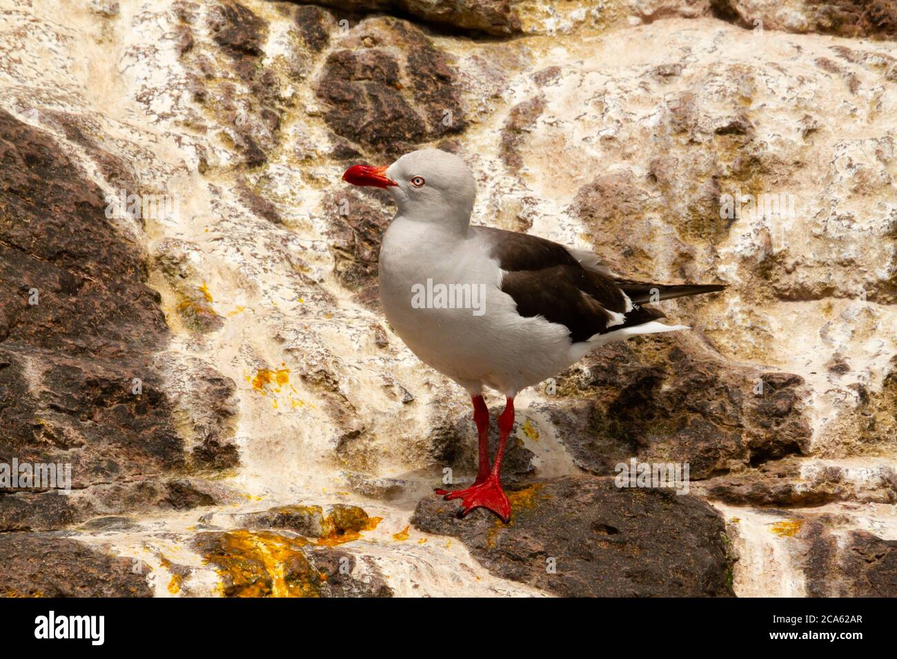 Adult Specimen Of Gray Gull On The Rocks Stock Photo - Alamy