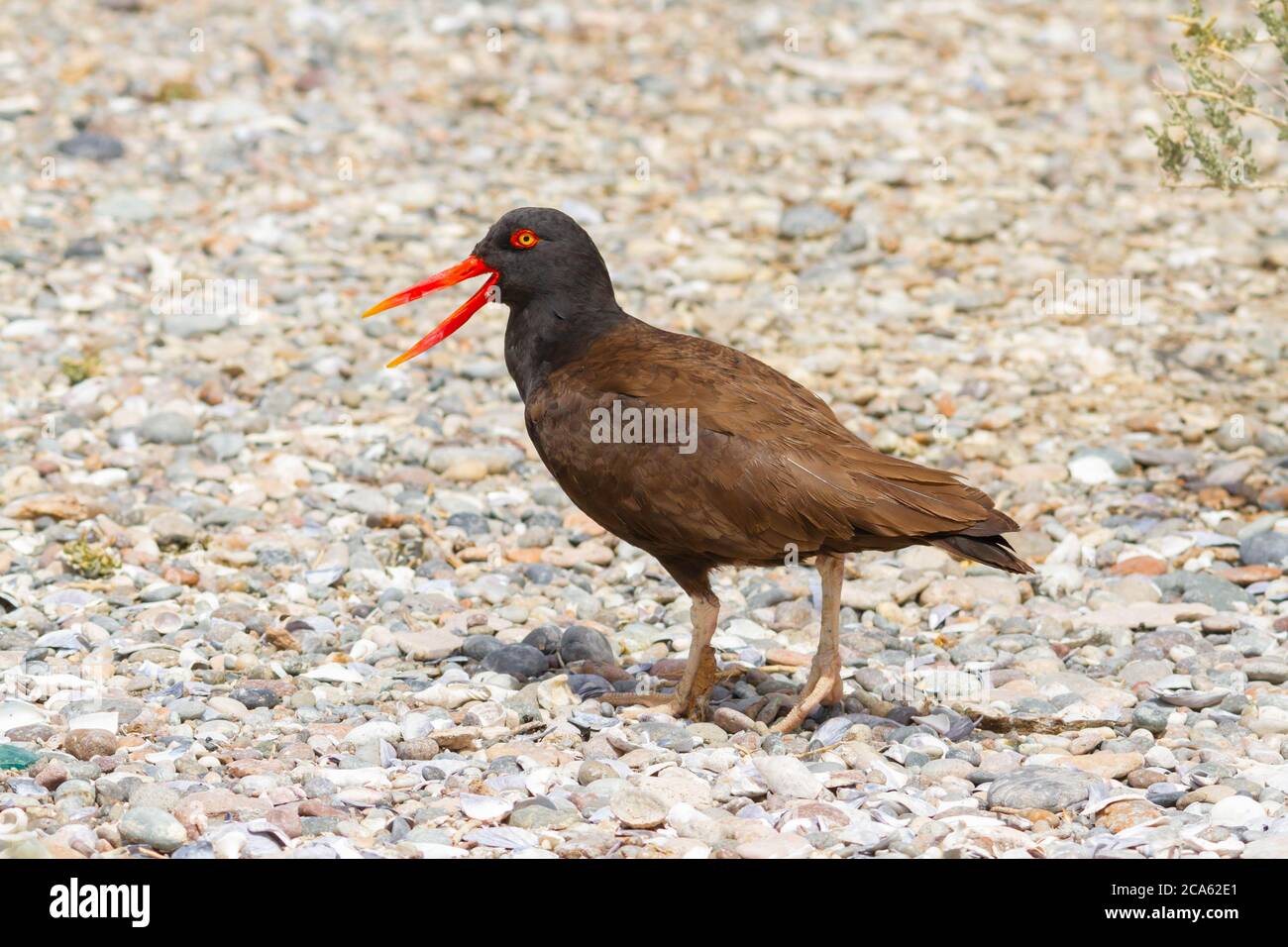black oystercatcher calling his partner and marking territory Stock Photo
