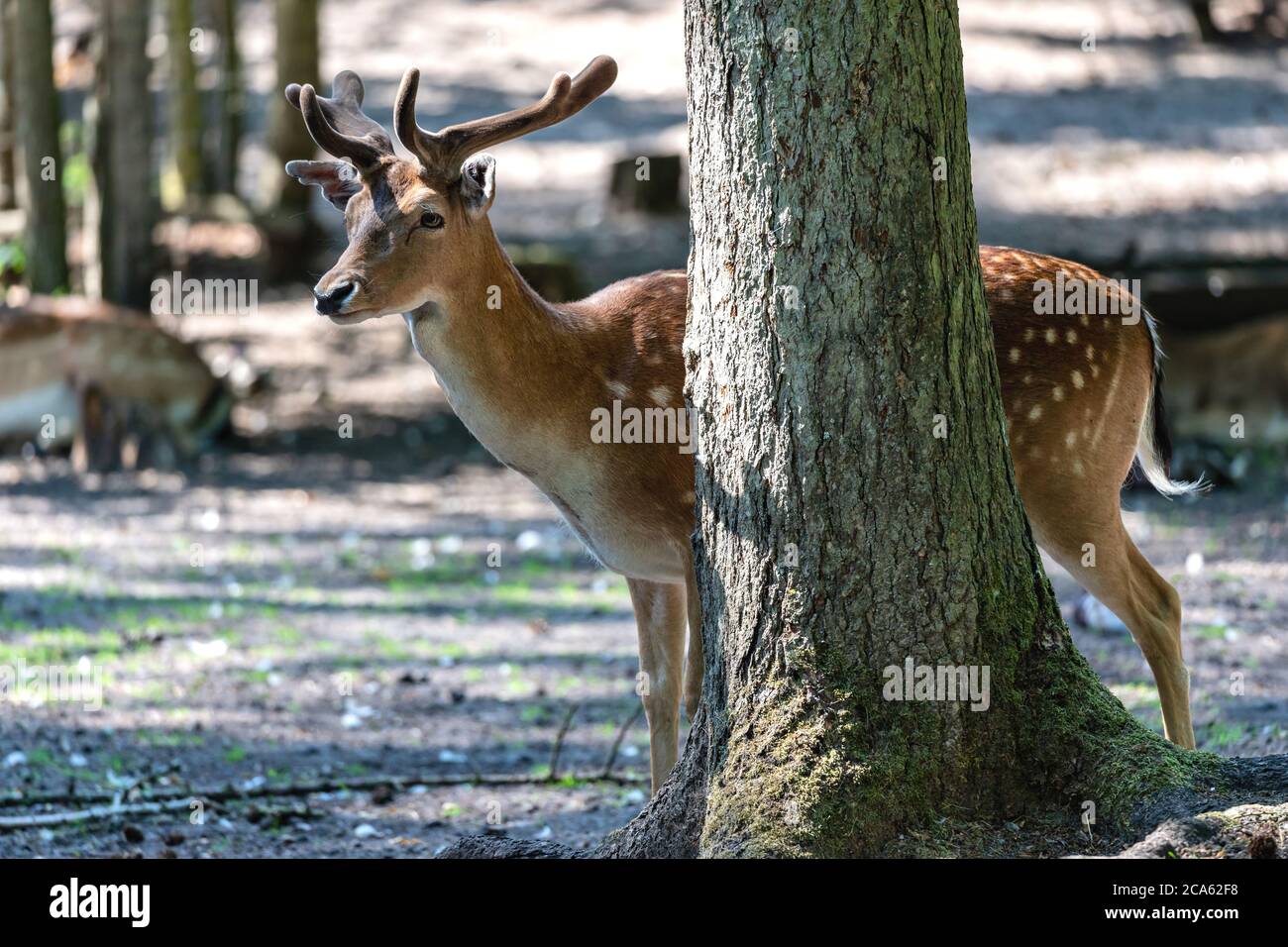 Deer tree deals