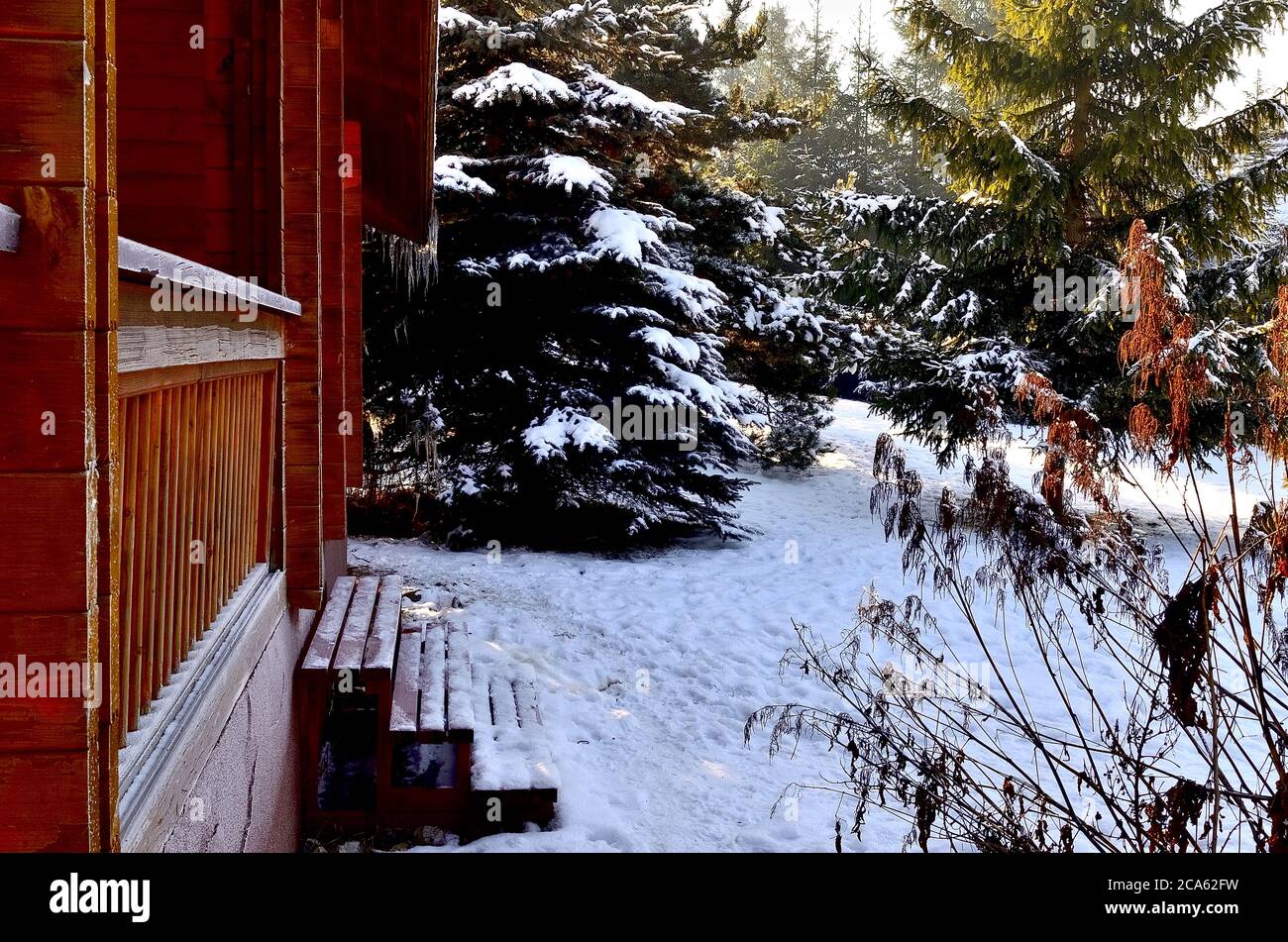 Lateral part of Cottage in Pine Forest during Winter in Transylvania ...