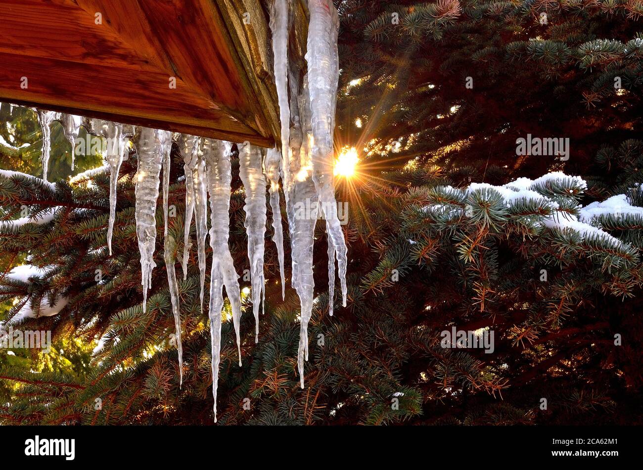 Icicles on cottage with green Pine Tree on the Background. Stock Photo