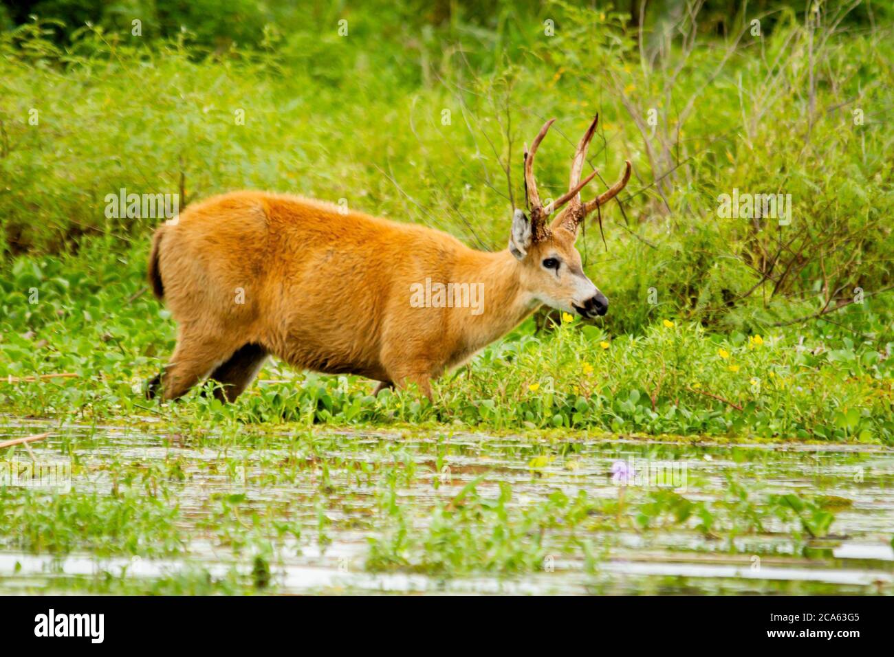 Marsh deer -Blastocerus dichotomus- in Ibera, Argentina Stock Photo