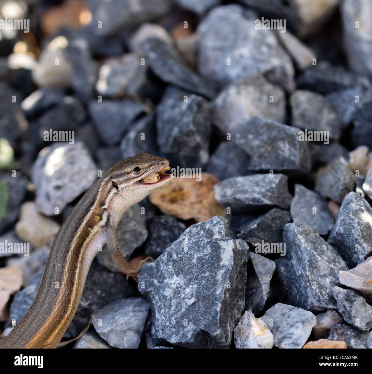 Lizard devouring a small grasshopper among the gravel Stock Photo