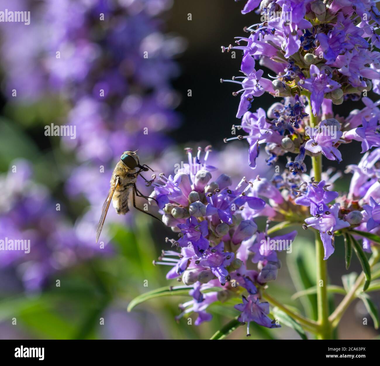 Diptero perched on lavender flowers Stock Photo