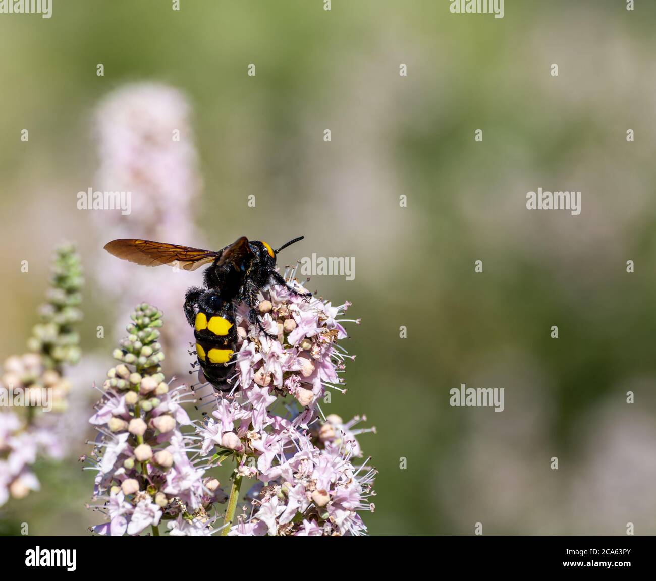 Huge female hornet (Scolia flavifrons), with its characteristic yellow spots, among lavender flowers Stock Photo