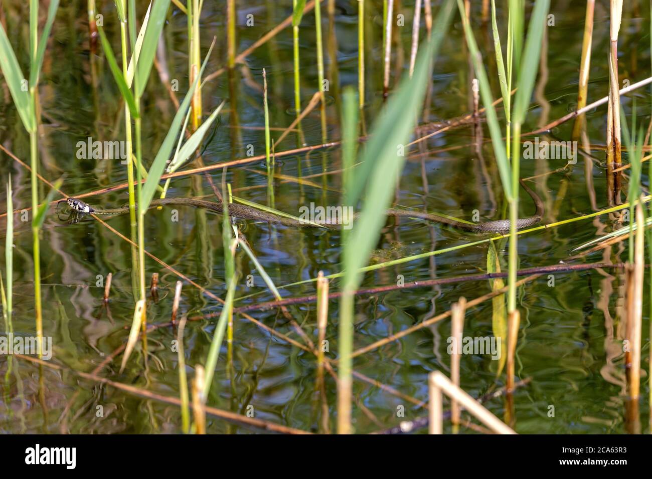 grass snake (Natrix natrix) on water Stock Photo - Alamy
