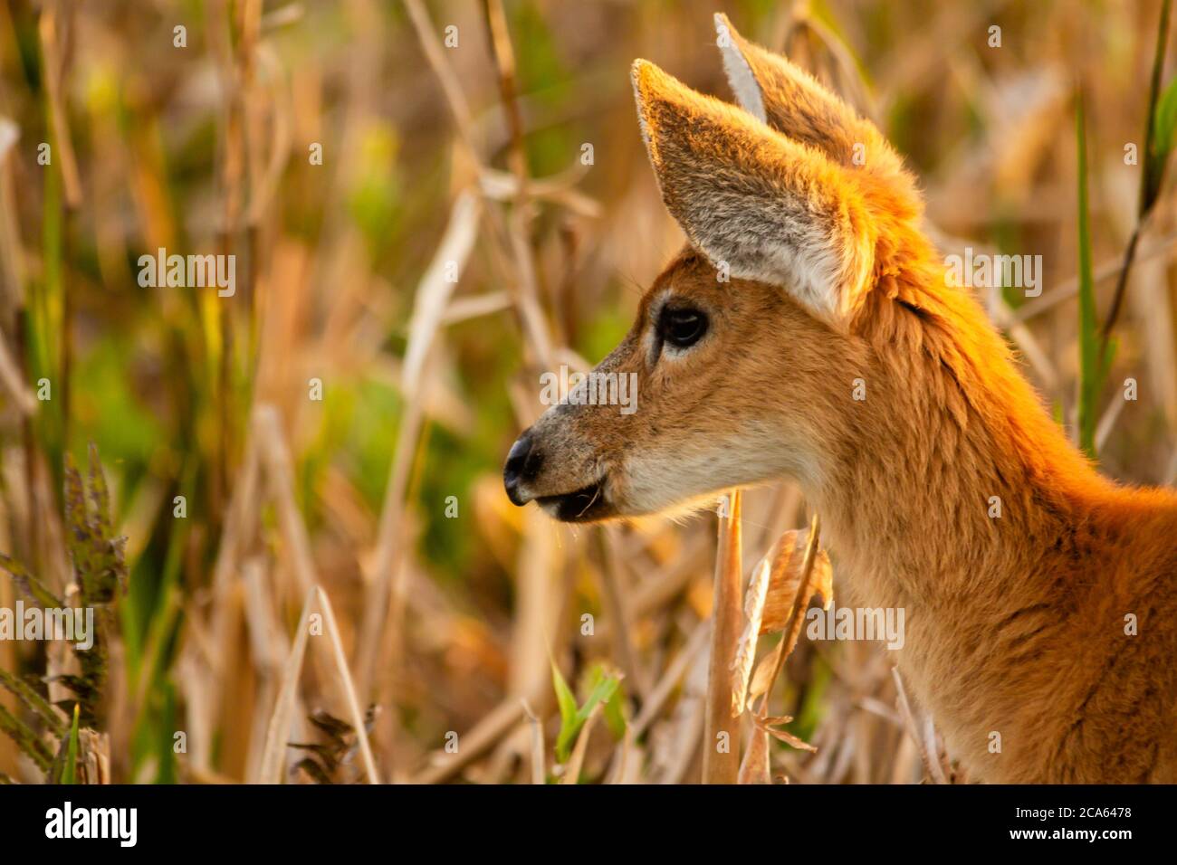 Marsh deer -Blastocerus dichotomus- in Esteros del Ibera, Argentina Stock Photo