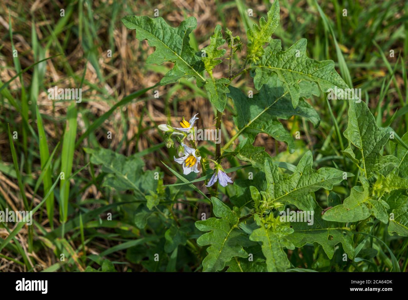 Horse nettle plant with white star shaped flowers and thorns on the stems an invasive species growing in a field on a sunny day in summertime Stock Photo