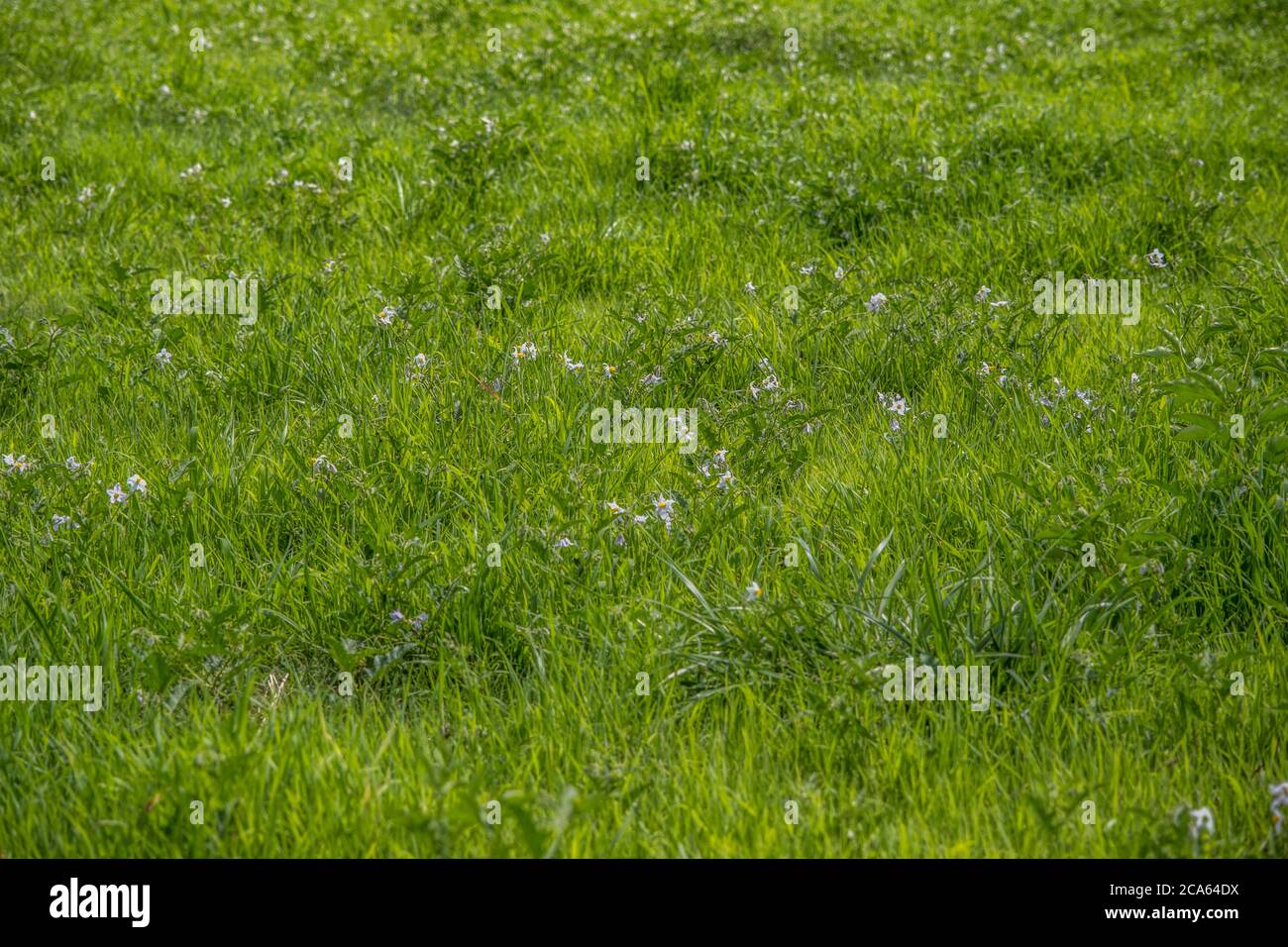 A field full of white flowering horse nettle plants which is an invasive weed that spreads and is toxic and has thorns growing among the grasses on a Stock Photo