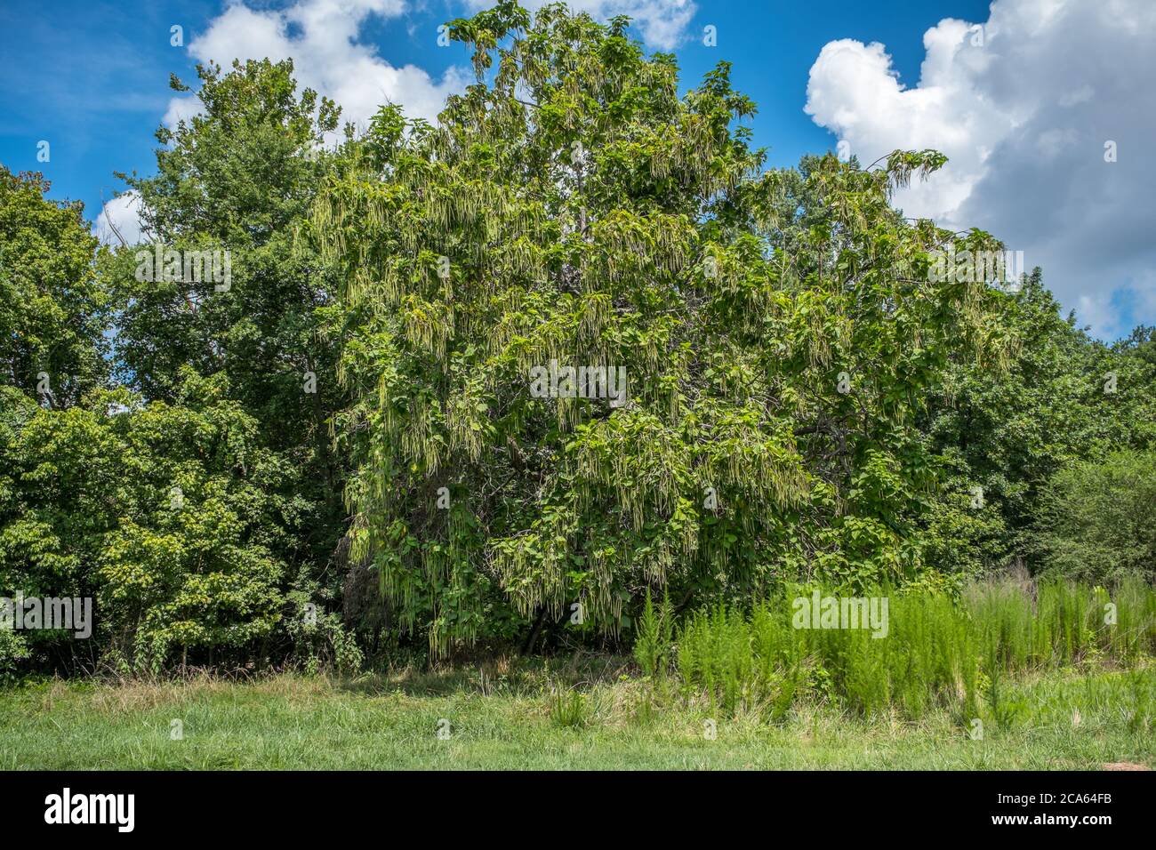 A large cigar tree also know as a catalpa or indian bean tree full of long hanging seed pods with other trees surrounding on a bright sunny day in sum Stock Photo