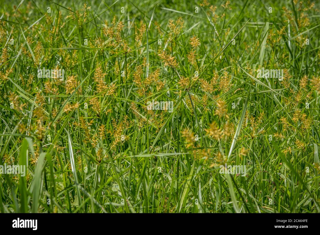 Growing in an opened field in a wet area a cluster of umbrella sedges with vibrant golden bracts against the green grasses on a sunny day in summer Stock Photo