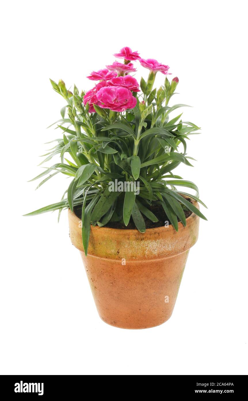 Flwering dianthus plant in a terracotta pot isolated against white Stock Photo