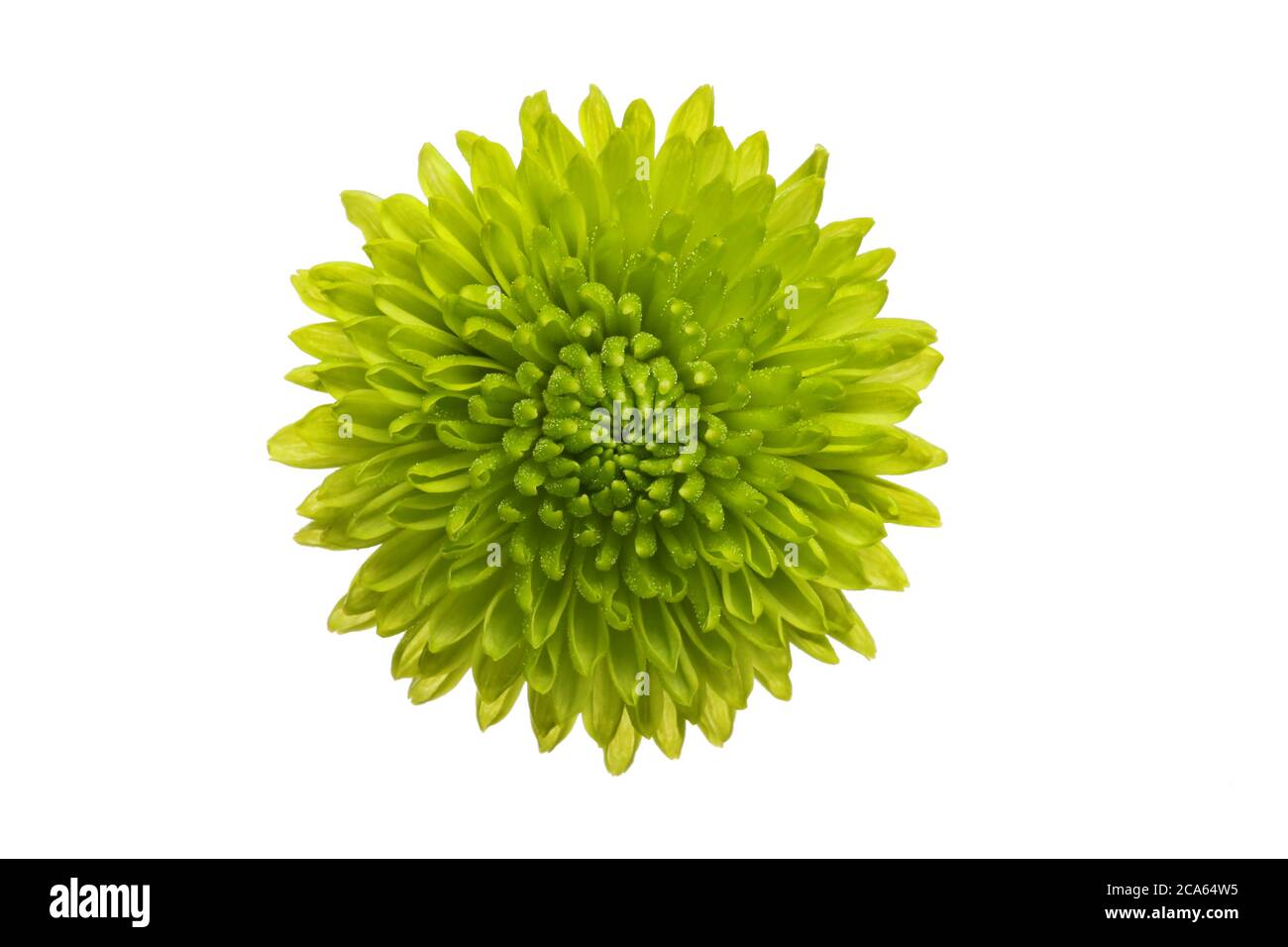 Button chrysanthemum hires stock photography and images Alamy