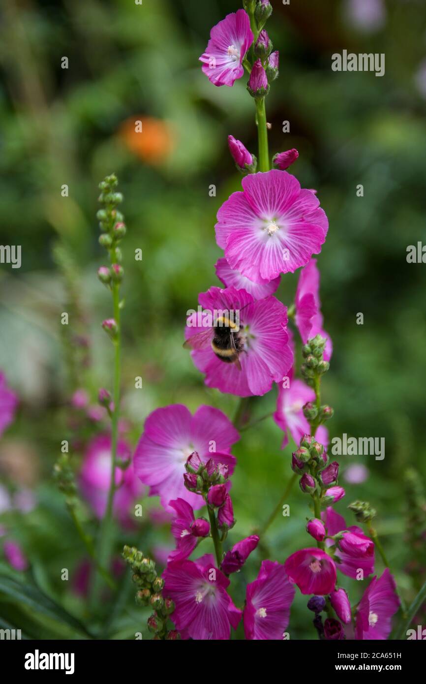 Bee on Sidalcea Rose Queen - Checkerbloom - in Yorkshire Garden  August Flower Stock Photo
