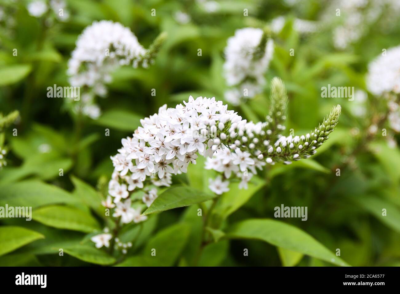 White Gooseneck Loosestrife, Lysimachia in Yorkshire garden  August flowers Stock Photo