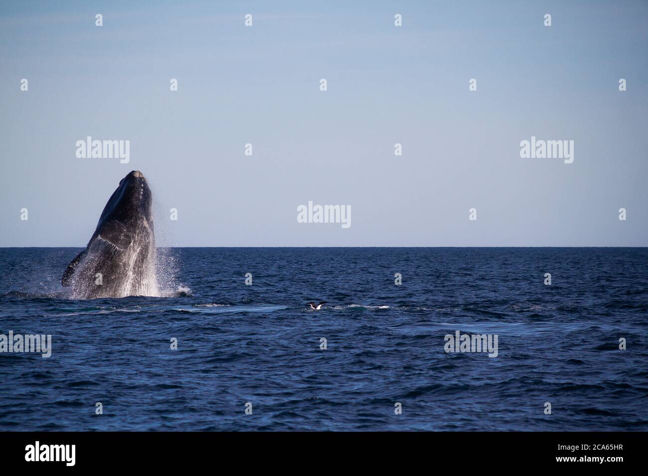 Whale jumping in Peninsula Valdes,Puerto Madryn, Patagonia, Arg Stock Photo