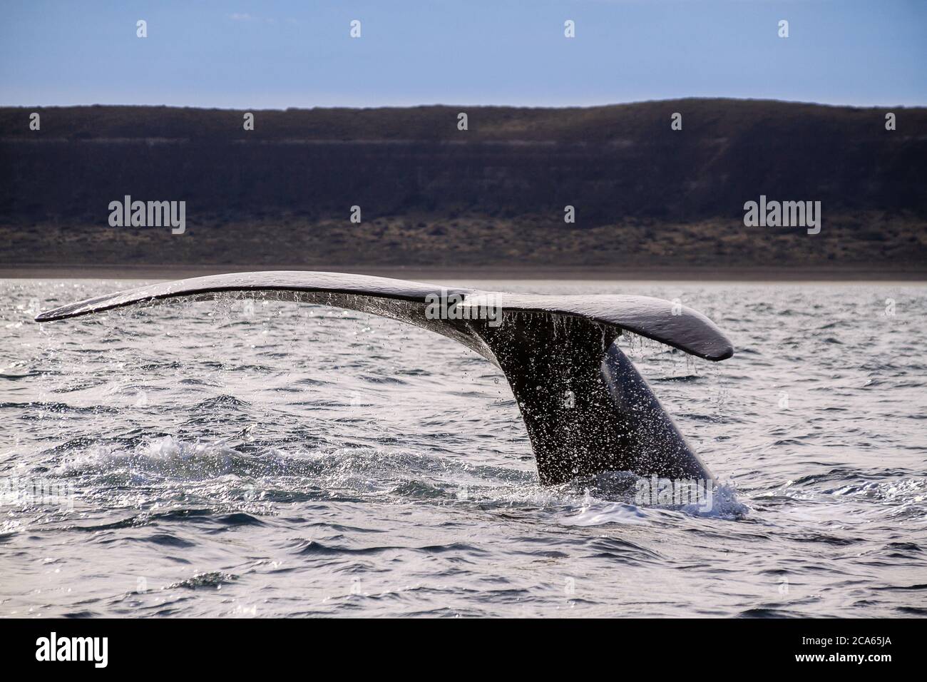 A southern right whale tail in Peninsula Valdes, Argentina Stock Photo ...