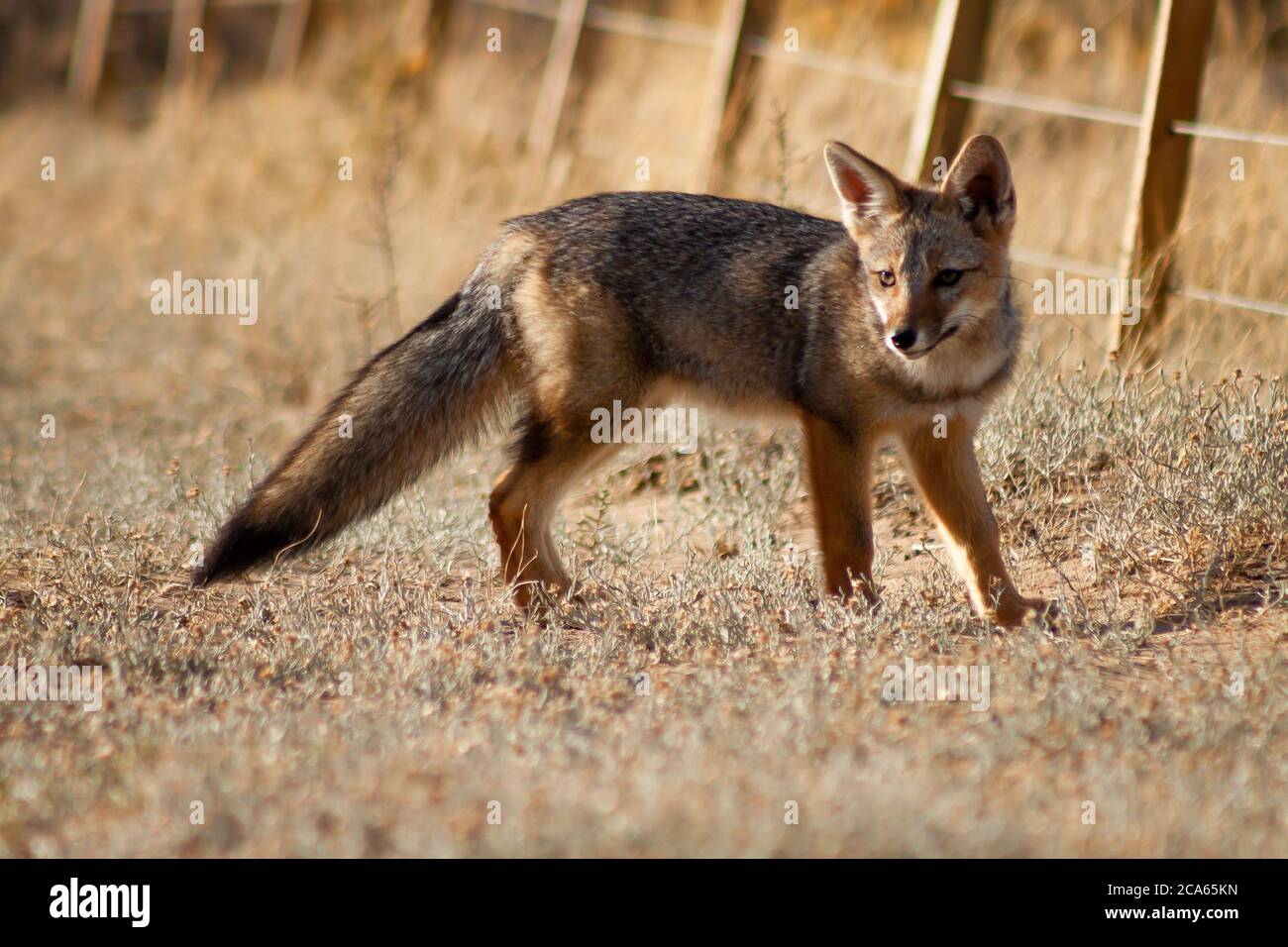 Patagonian gray fox walking on the steppe near a field fence. Stock Photo