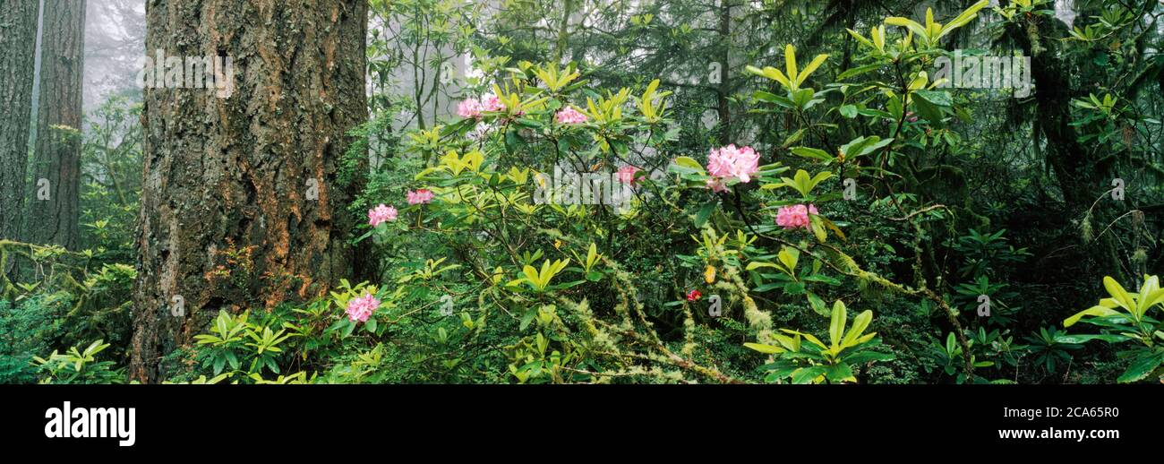 Rhododendron blossoms in Redwoods National Park, California, USA Stock Photo