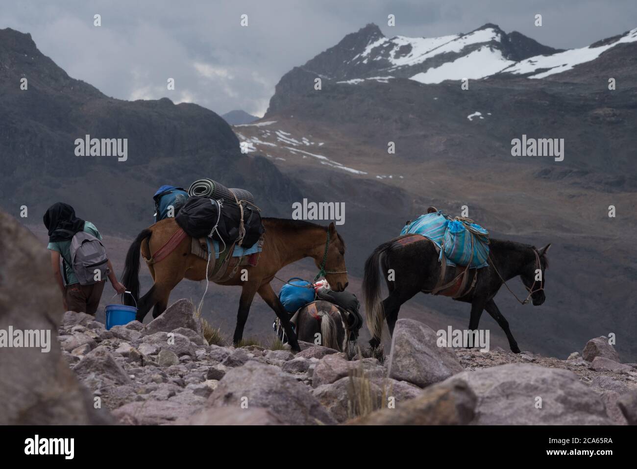 Packhorses are the only way to transport heavy loads across the Andean landscape in Peru where there are no roads. Stock Photo