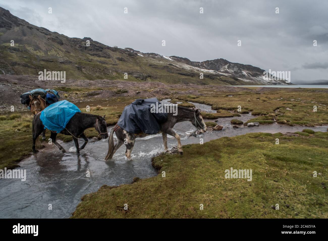 Horse carrying load hires stock photography and images Alamy