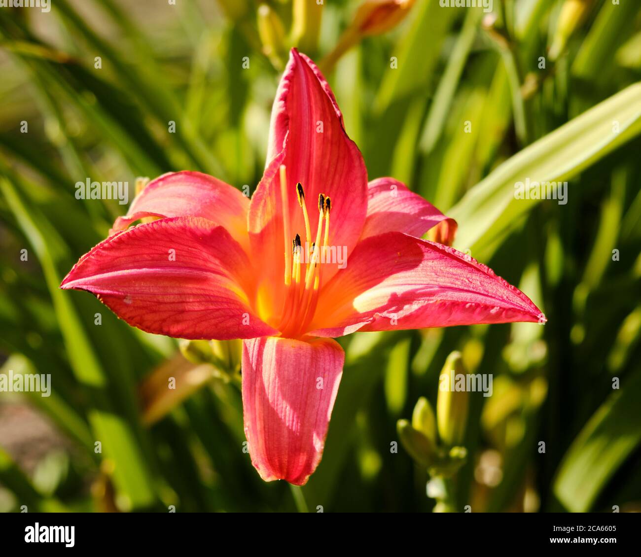 'Gift of Love' Day lily (hemerocallis Hybrida) in full summer bloom Stock Photo
