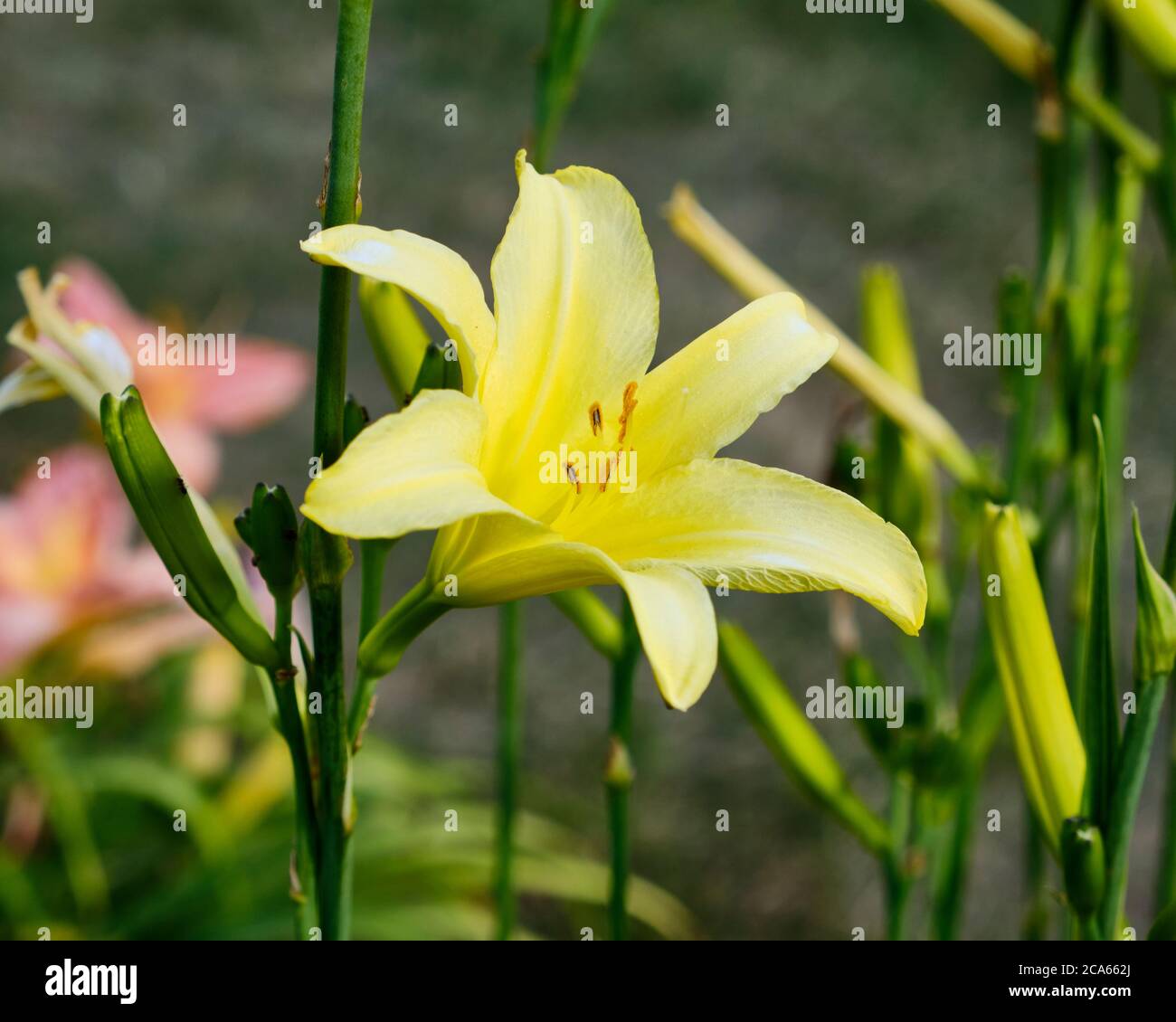 "Tetrina's Daughter" Day lily (hemerocallis Hybrida) in full summer bloom Stock Photo
