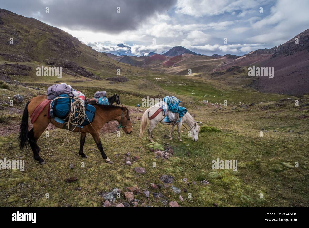 Horse carrying load hires stock photography and images Alamy