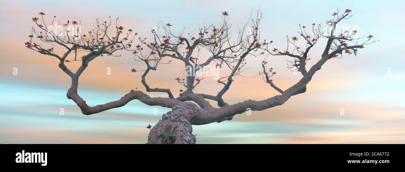 View of Coral Tree (Erythrina) at sunset, La Jolla, California, USA Stock Photo