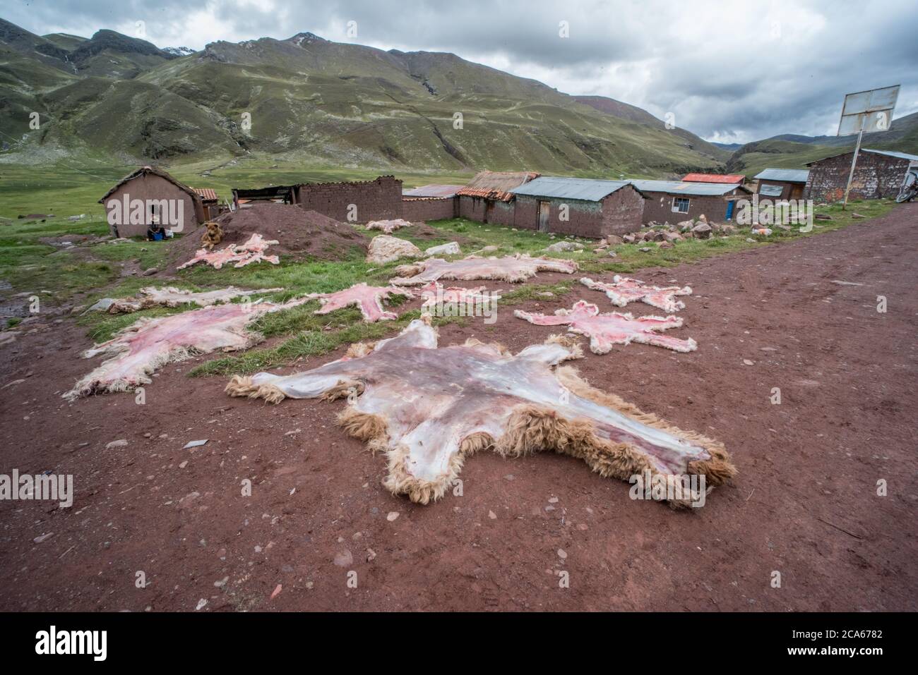 Alpaca and llama skins laid out to dry in the road in a small Andean village in Peru. Stock Photo