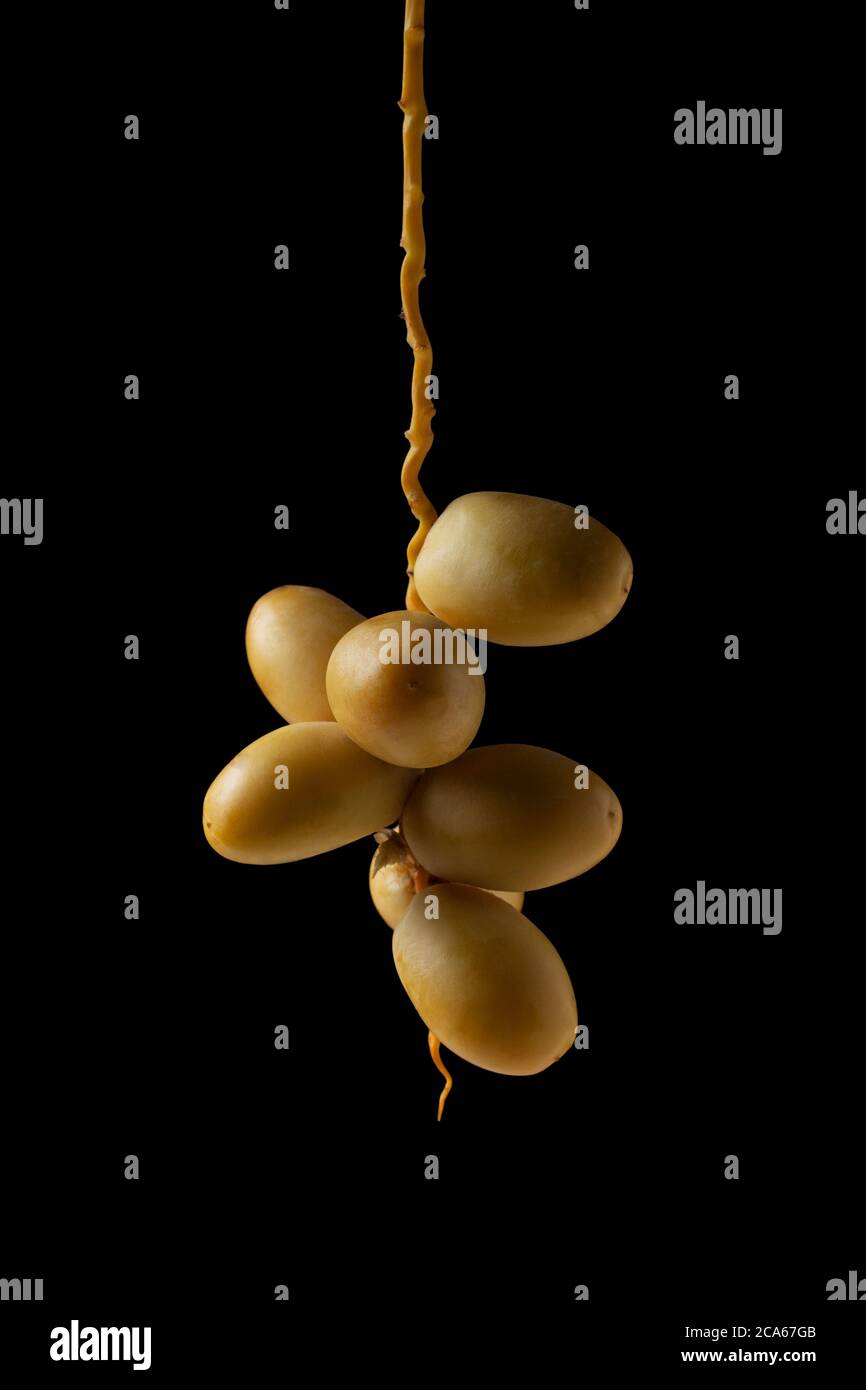 yellow fresh dates fruit isolate on black background Stock Photo