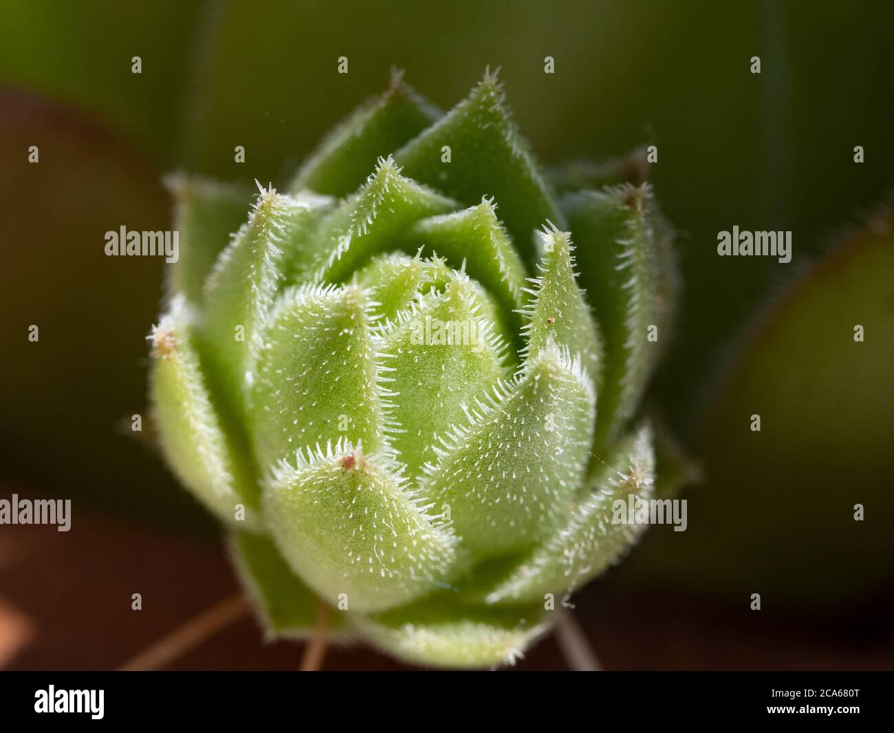 A macro image of a small succulent plant of Sempervivum genus. Stock Photo