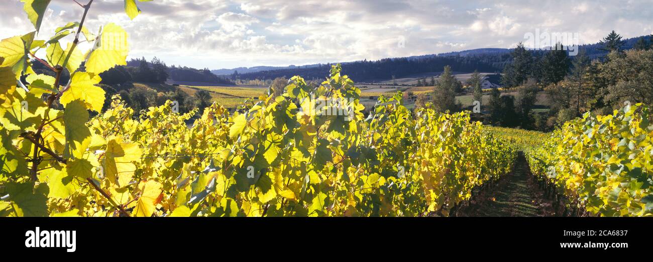 Vineyard oregon hi-res stock photography and images - Alamy