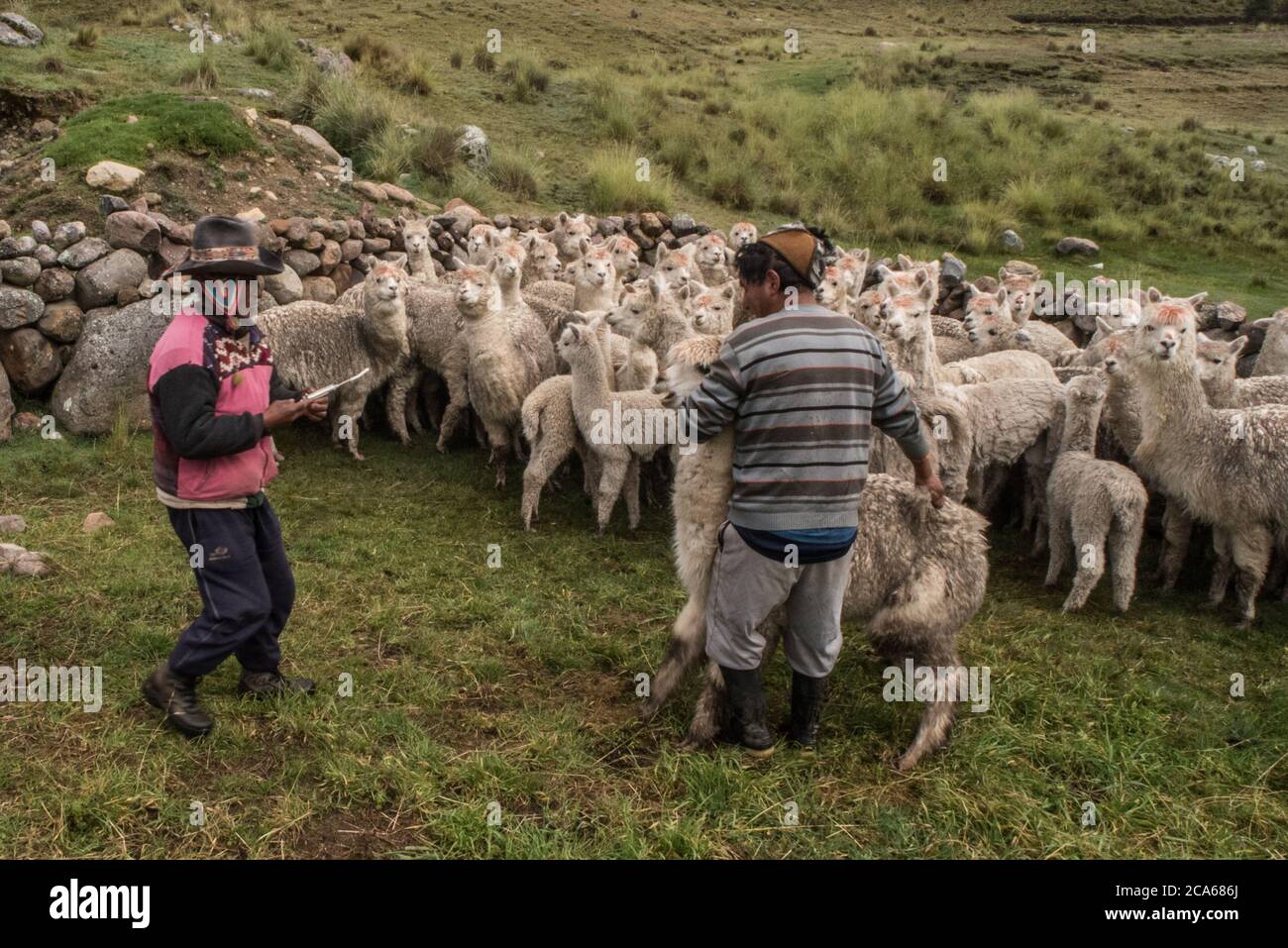 Herding alpaca in a Peruvian community in the Andes, getting them ready for a health check. Stock Photo