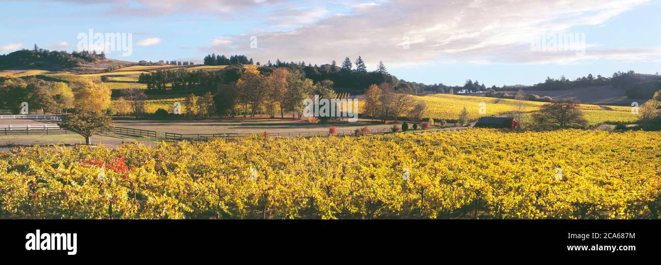 Autumn morning at Zenith Vineyard, Amity, Oregon, USA Stock Photo