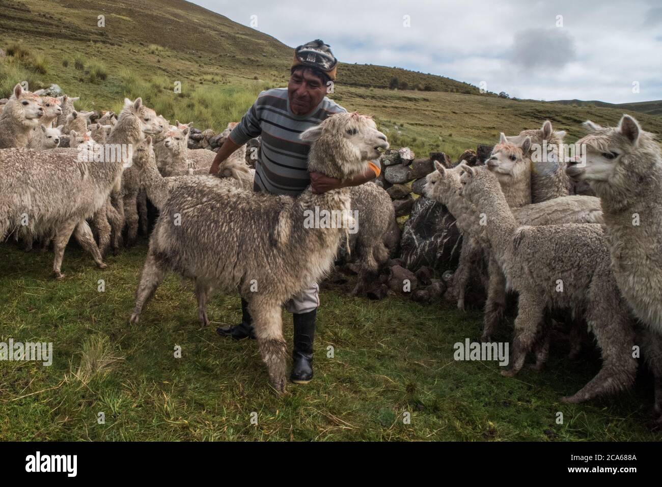 A peruvian man restrains an alpaca in preparation for a health check. Stock Photo