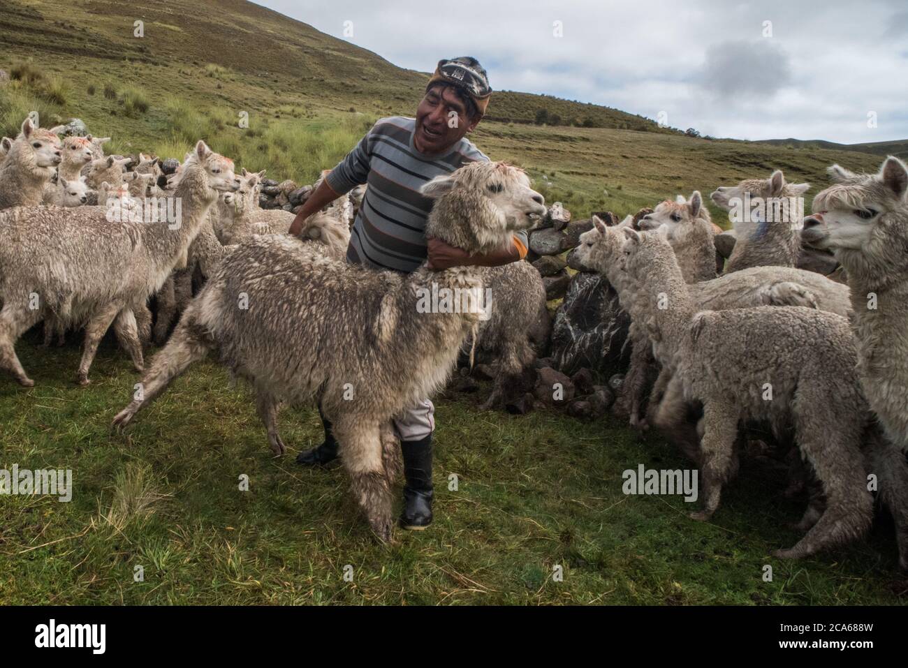 Check in animals hi-res stock photography and images - Alamy
