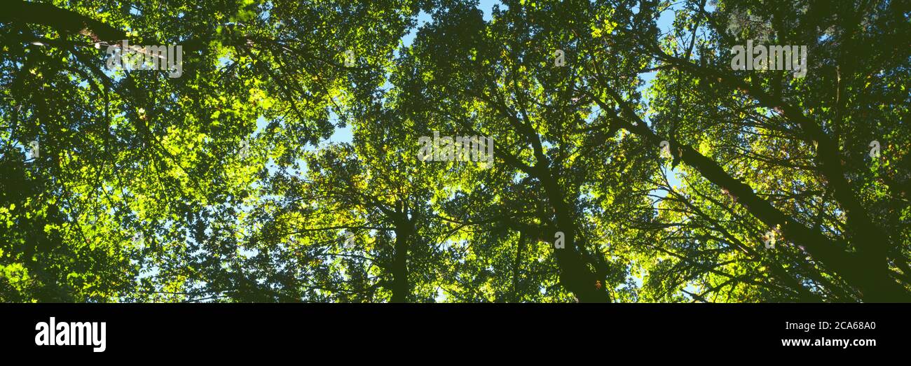 Low angle view of tree branch, Hoyt Arboretum, Washington Park, Portland, Oregon, USA Stock Photo