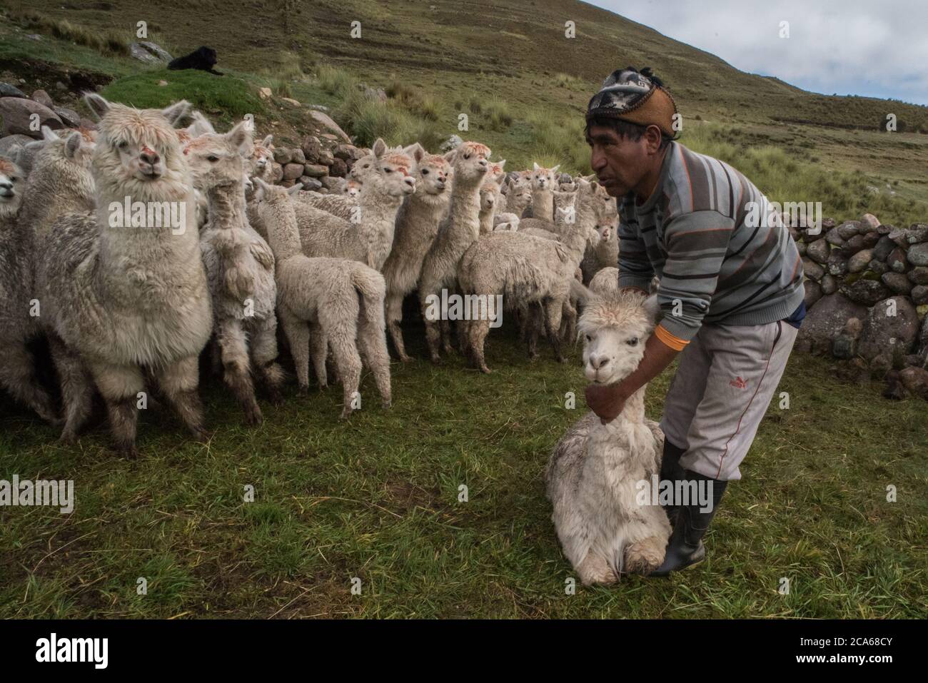 A peruvian man herding alpaca in a Quechua community in the Andes, getting them ready for a health check. Stock Photo