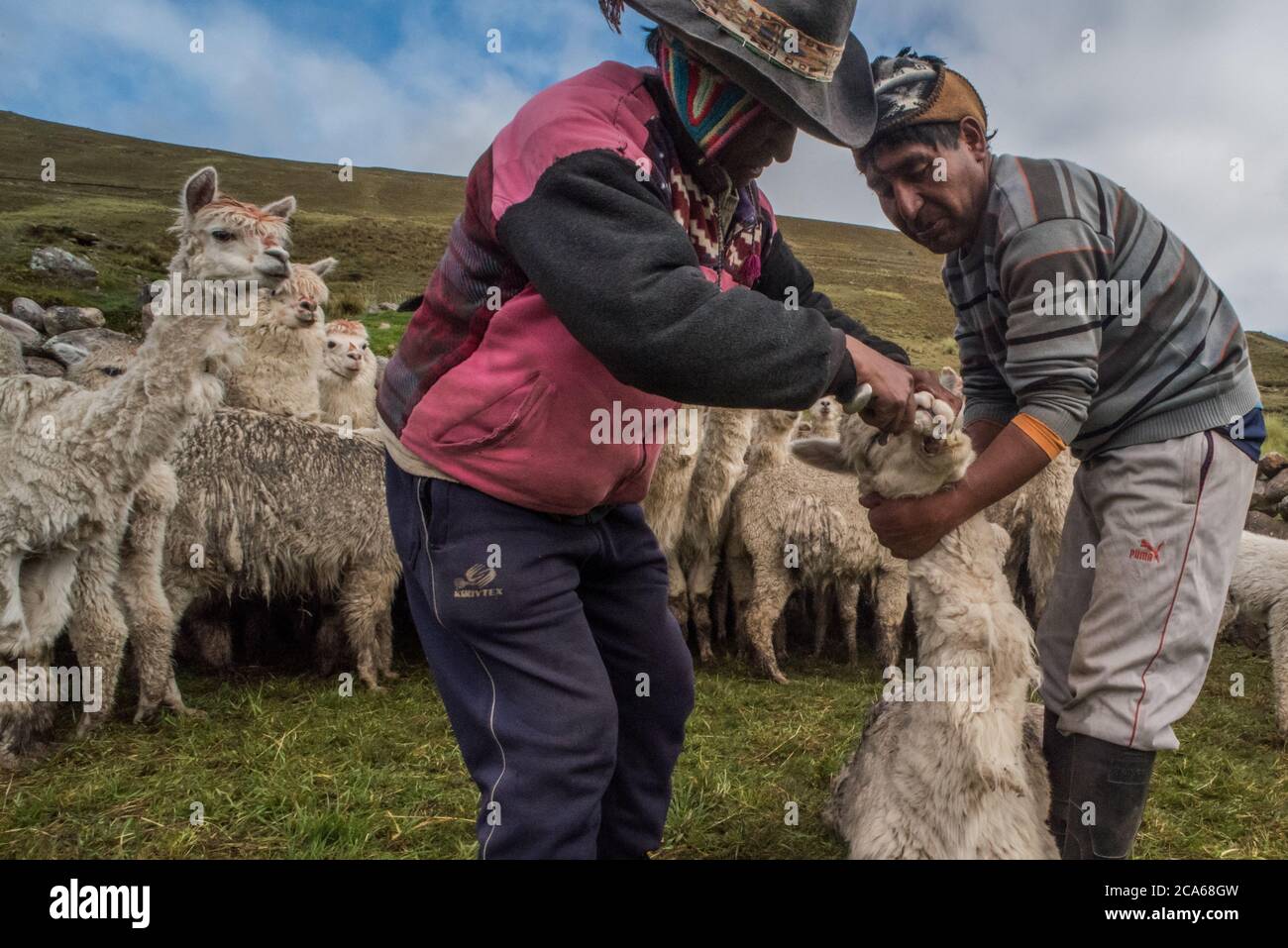 Quechua men in Southern Peru deal with a herd of Alpaca, administering an oral dose of medicine to keep them healthy. Stock Photo