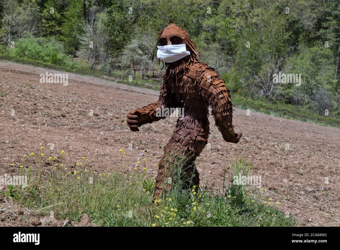 Bigfoot wearing COVID-19 antivirus mask, passing through cultivated agricultural field, forest in background. North American folklore. Stock Photo