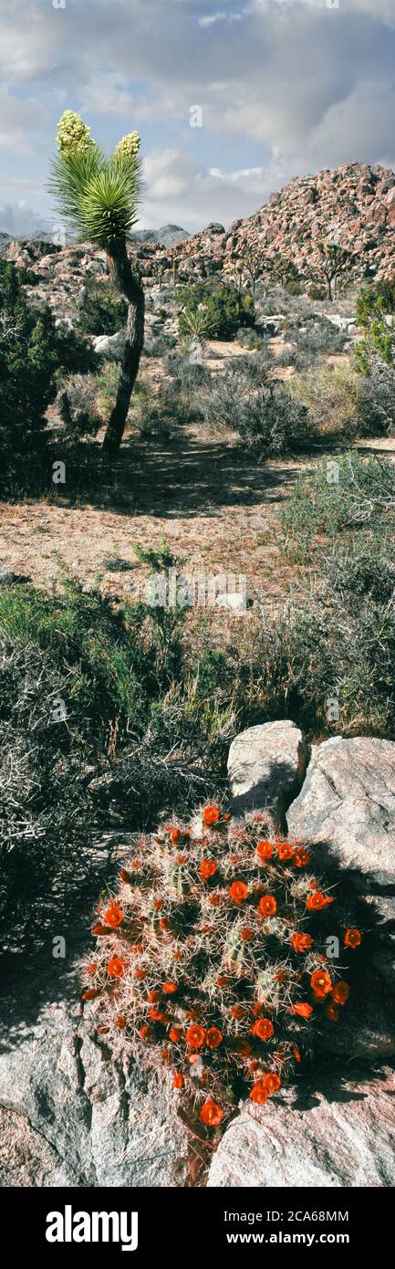 View of Mojave Mound cactus and Joshua Tree in bloom, Joshua Tree National Park, California, USA Stock Photo